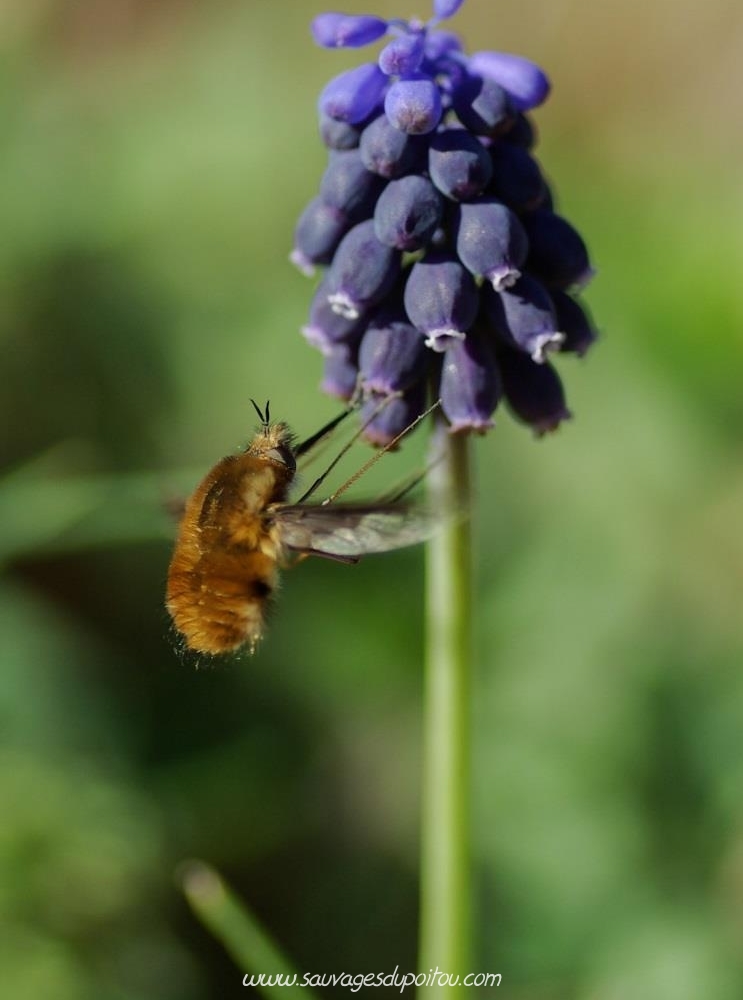 Bombylius major et Muscari neglectum, crédit photo: Olivier Pouvreau
