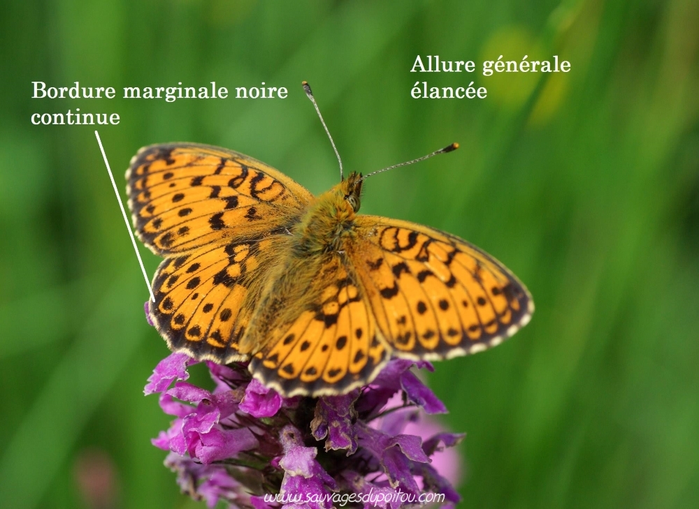 Brenthis ino, Nacré de la sanguisorbe (crédit photo: Olivier Pouvreau)