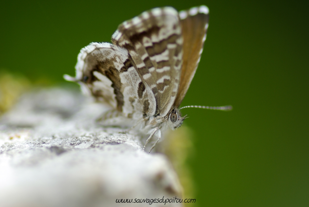 Cacyreus marshalli, Brun des pélargoniums (crédit photo Olivier Pouvreau)