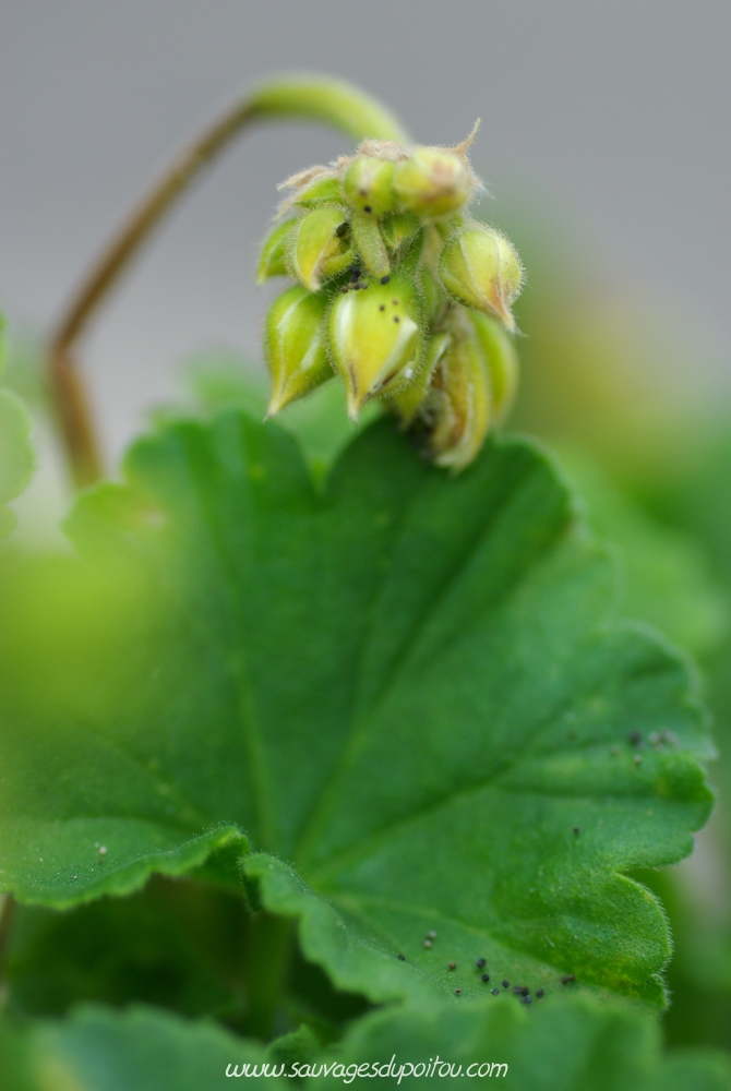 Cacyreus marshalli, Brun des pélargoniums (crédit photo Olivier Pouvreau)