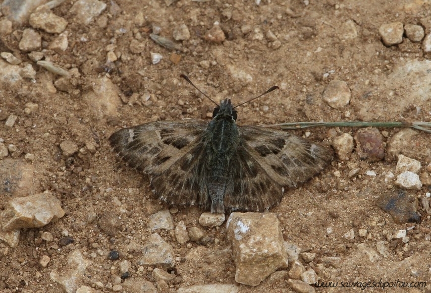 Carcharodus alceae, Hespérie de l'alcée, Migné-Auxances (86), crédit photo: Springfield