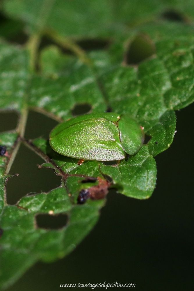 Cassida viridis, Casside verte, Poitiers bords de Boivre