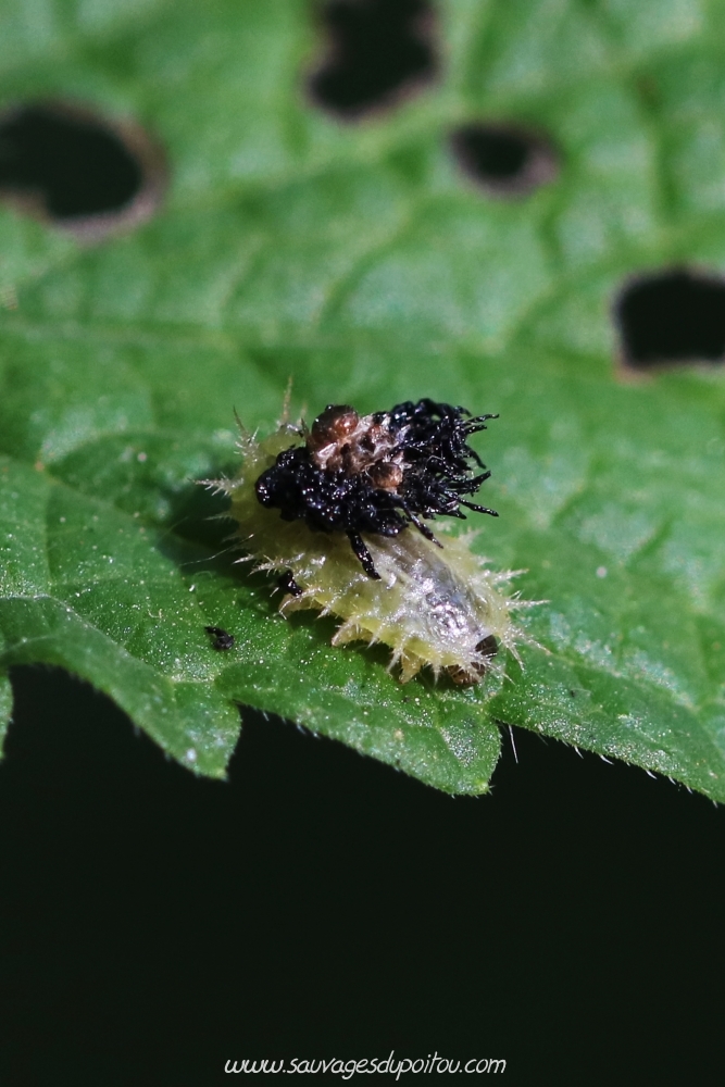 Cassida viridis, Casside verte, Poitiers bords de Boivre