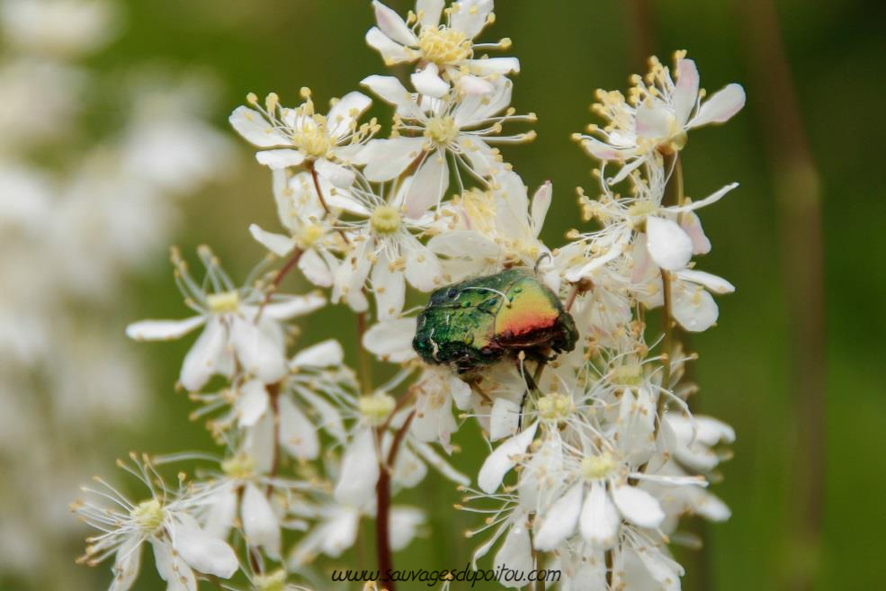Cetonia aurata sur Filipendula ulmaria, crédit photo: Olivier Pouvreau