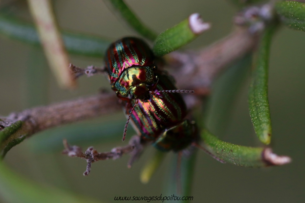 Chrysolina americana, Chrysomèle américaine, Poitiers Chilvert