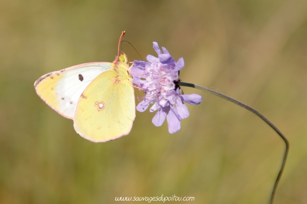 Colias alfacariensis, Fluoré (crédit photo: Olivier Pouvreau)