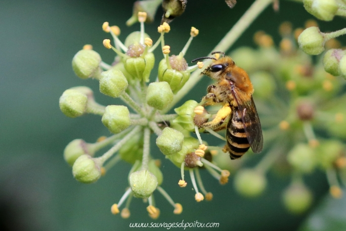 Colletes hederae, Collète du lierre, Poitiers bords de Clain