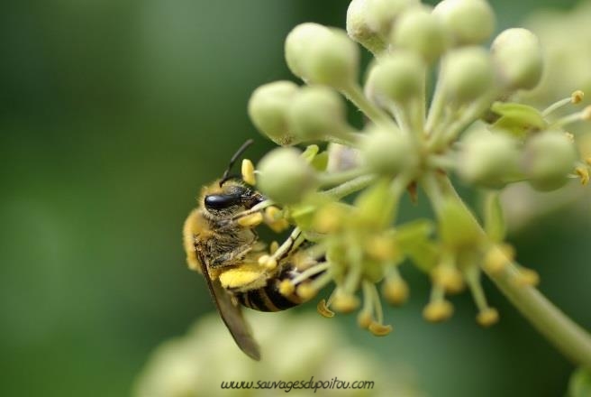 Colletes hederae, Collète du lierre (crédit photo Olivier Pouvreau)