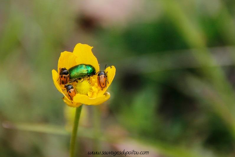 Cryptocephalus spp, crédit photo: Olivier Pouvreau
