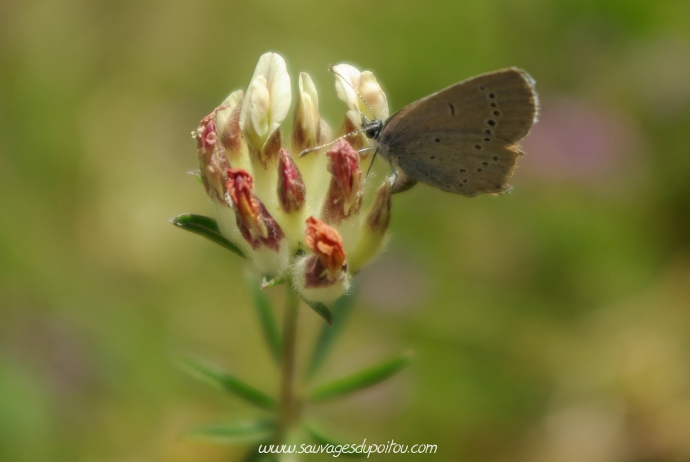 Cupido minimus sur Anthyllis vulneraria; crédit photo: Olivier Pouvreau