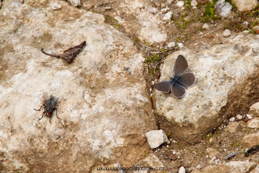 Cupido minimus, Argus frêle; crédit photo: Olivier Pouvreau