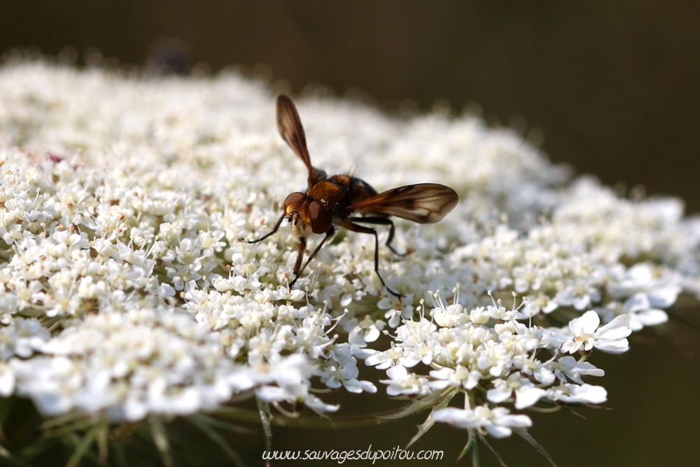Ectophasia crassipennis et Daucus carota, Poitiers bords de Boivre