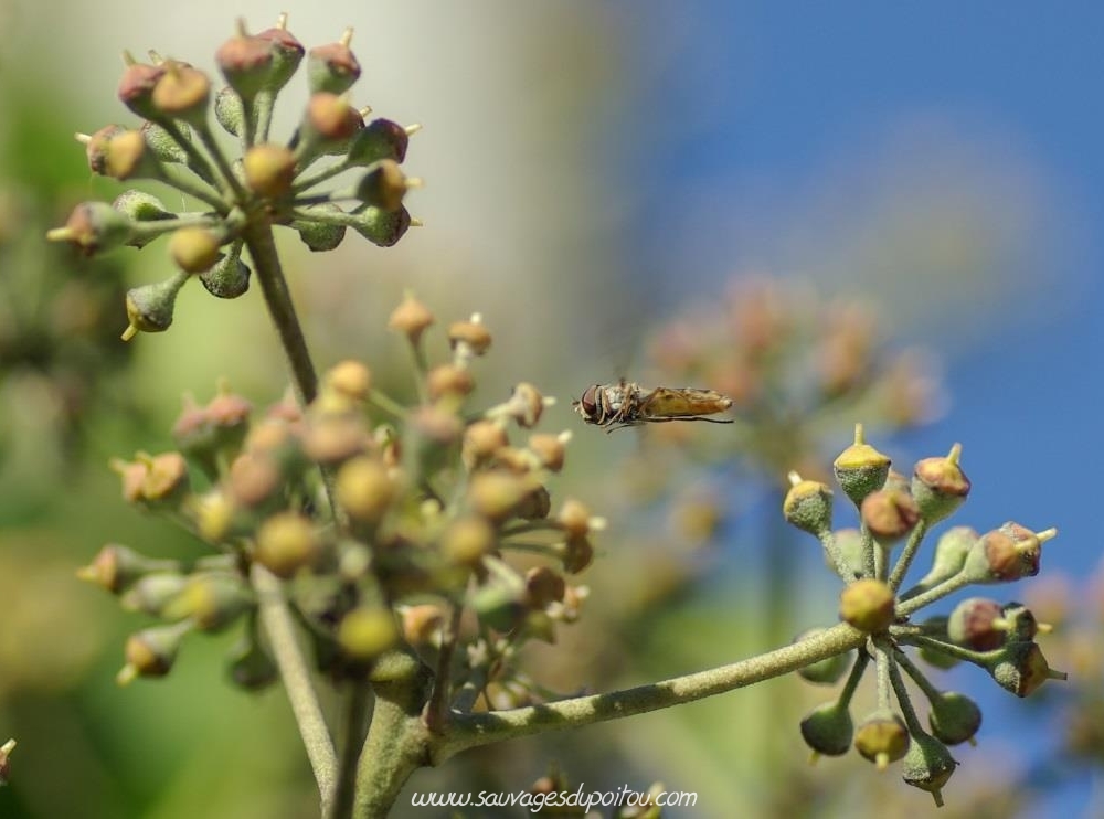 Syrphe ceinturé, Episyrphus balteatus, crédit photo: Olivier Pouvreau