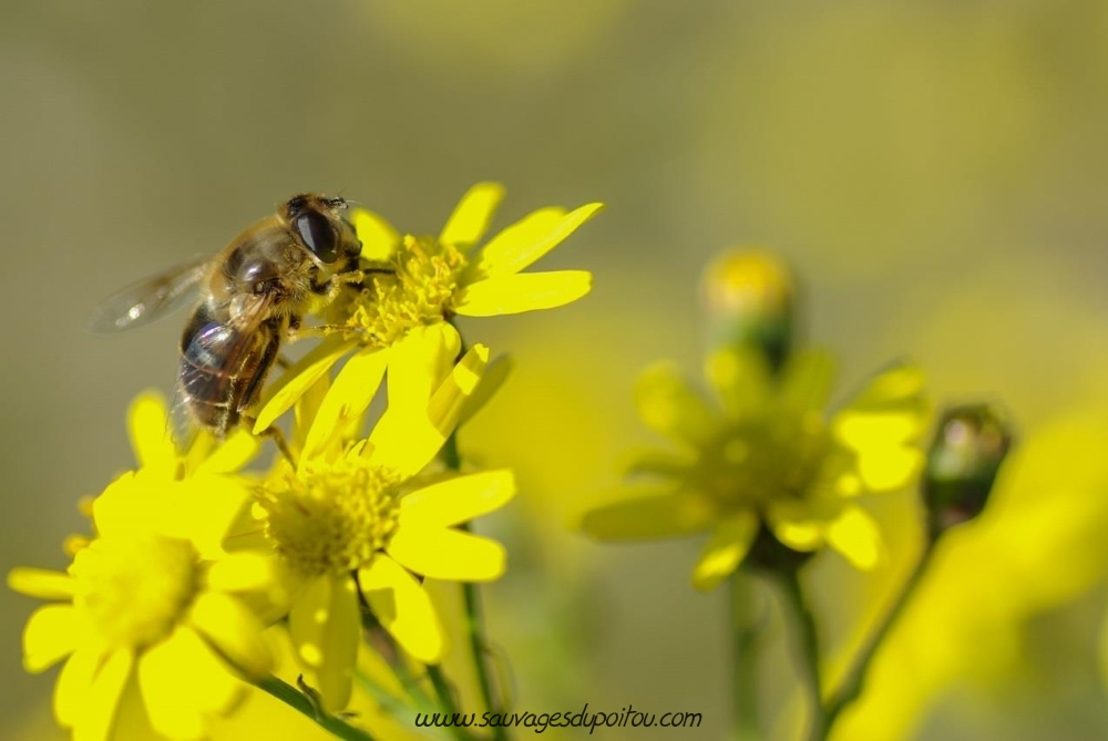 Eristalis tenax et Senecio inaequidens, crédit photo: Olivier Pouvreau