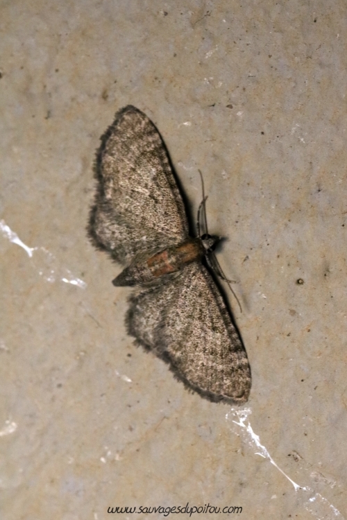 Eupithecia haworthiata, Eupithécie de la Clématite, Poitiers quartier Chilvert