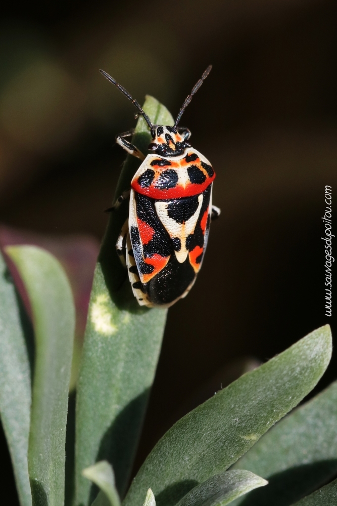 Eurydema ornata, Punaise ornée, Poitiers quartier Chilvert