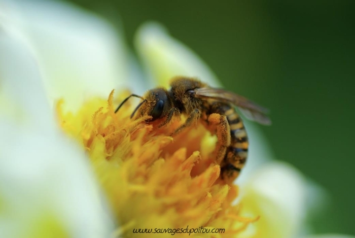 Halictus scabiosae, Halicte des scabieuses (crédit photo Olivier Pouvreau)