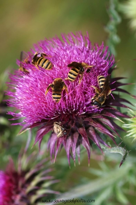 Halictus scabiosae, Halicte des scabieuses, Biard (86)