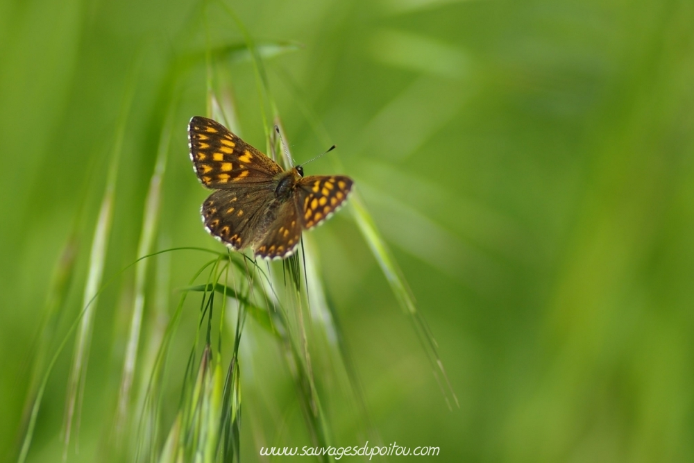 Hamearis lucina (photo Olivier Pouvreau)