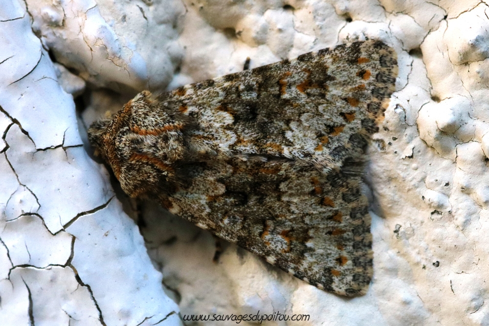 Hecatera dysodea, Noctuelle dysodée, Poitiers quartier Chilvert