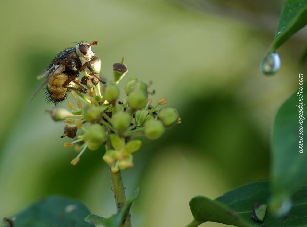 Tachina sp. et Hedera helix, crédit photo: Olivier Pouvreau