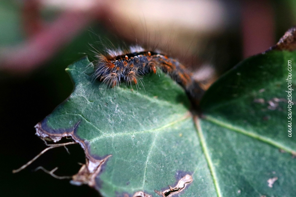 Lasiocampa quercus sur Hedera helix, Poitiers bords de Boivre