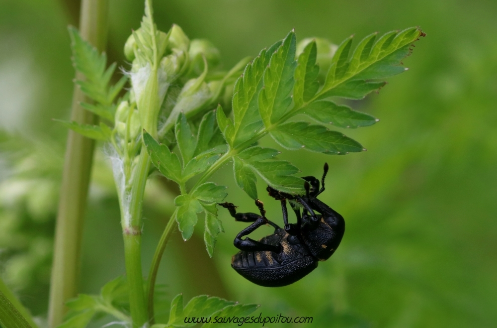 Liparus coronatus sur Anthriscus sylvestris, Enssoulesse 86