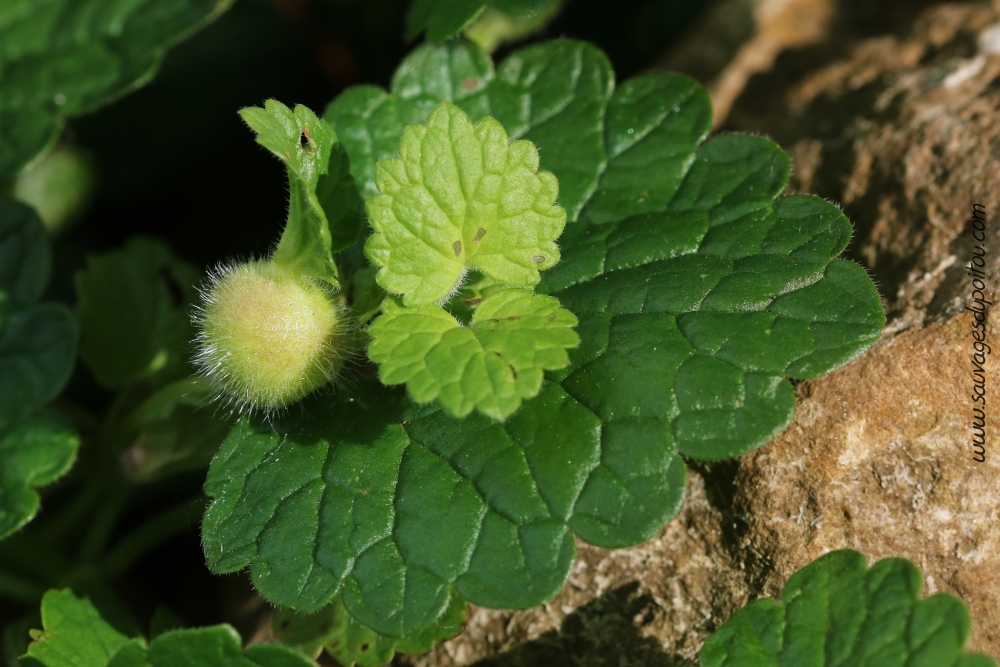 Liposthenes glechomae, Galle du Lierre terrestre, Roches-Prémarie-Andillé (86)