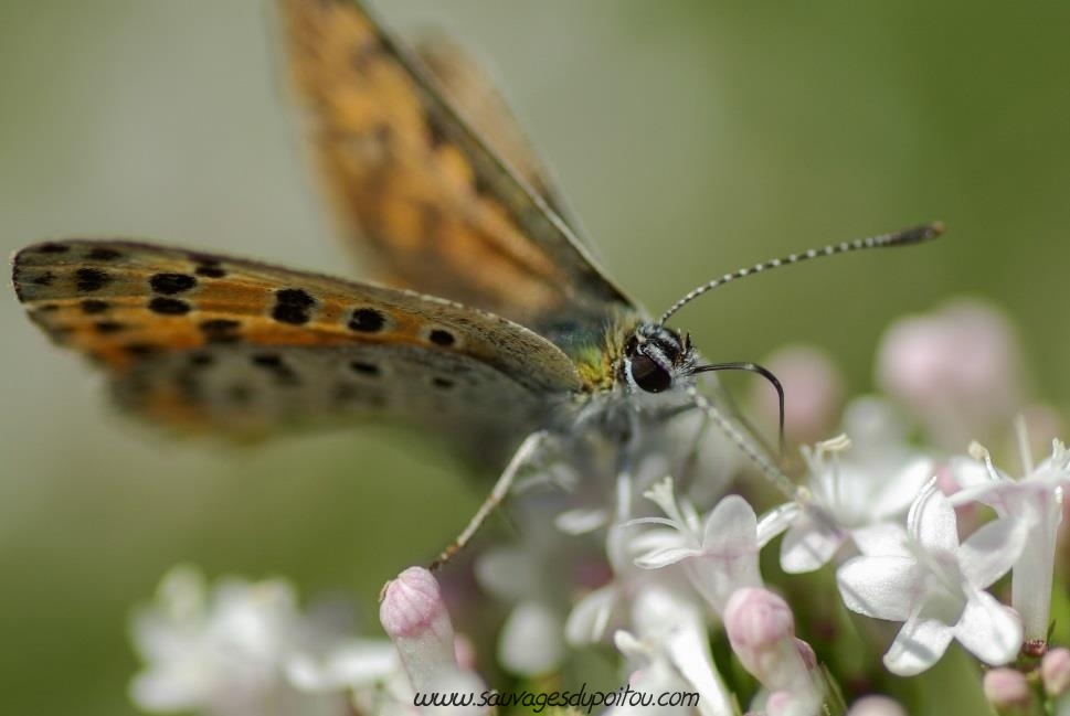 Lycaena tityrus, Cuivré fuligineux, Château-Larcher (crédit photo: Olivier Pouvreau)