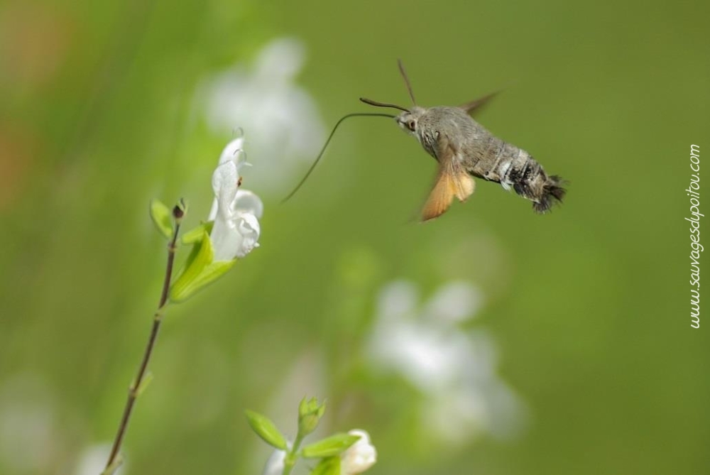 Macroglossum stellatarum, Moro-sphinx (crédit photo: Olivier Pouvreau)