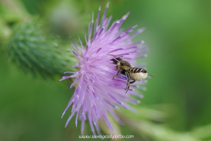 Megachile centuncularis (crédit photo Olivier Pouvreau)