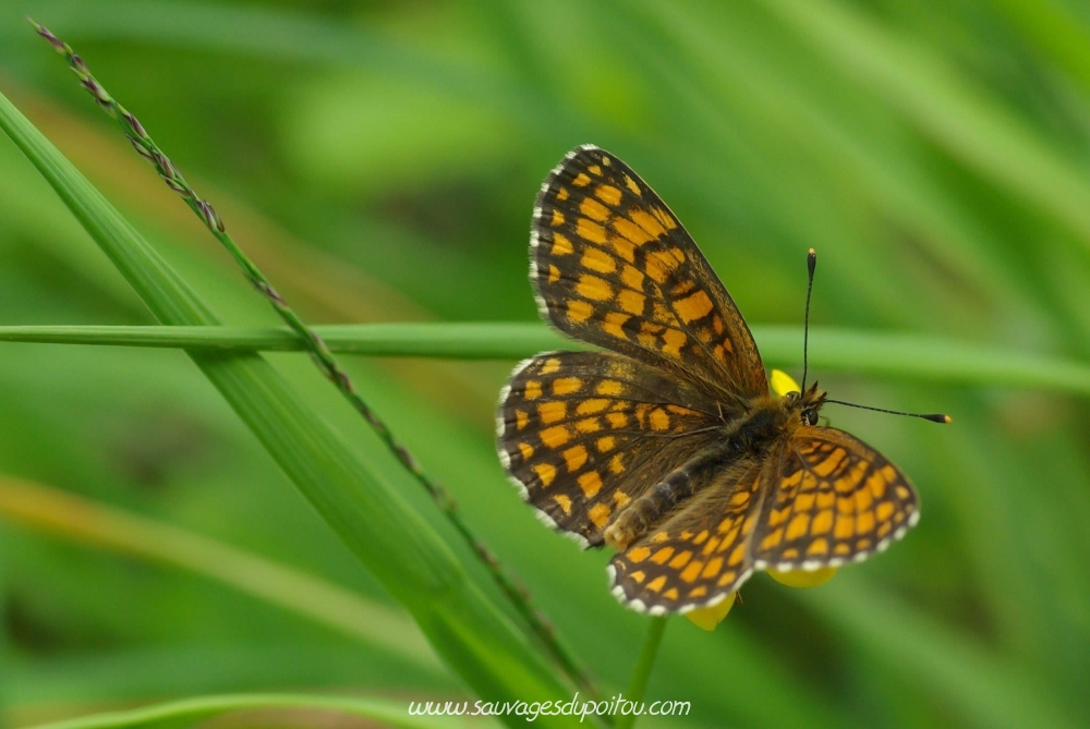 Melitaea athalia, Mélitée du mélampyre, Forêt de Moulière (photo Olivier Pouvreau)