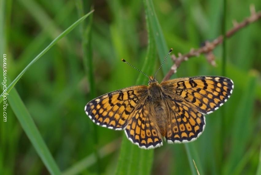 Melitaea cinxia, Mélitée du plantain (crédit photo: Olivier Pouvreau)