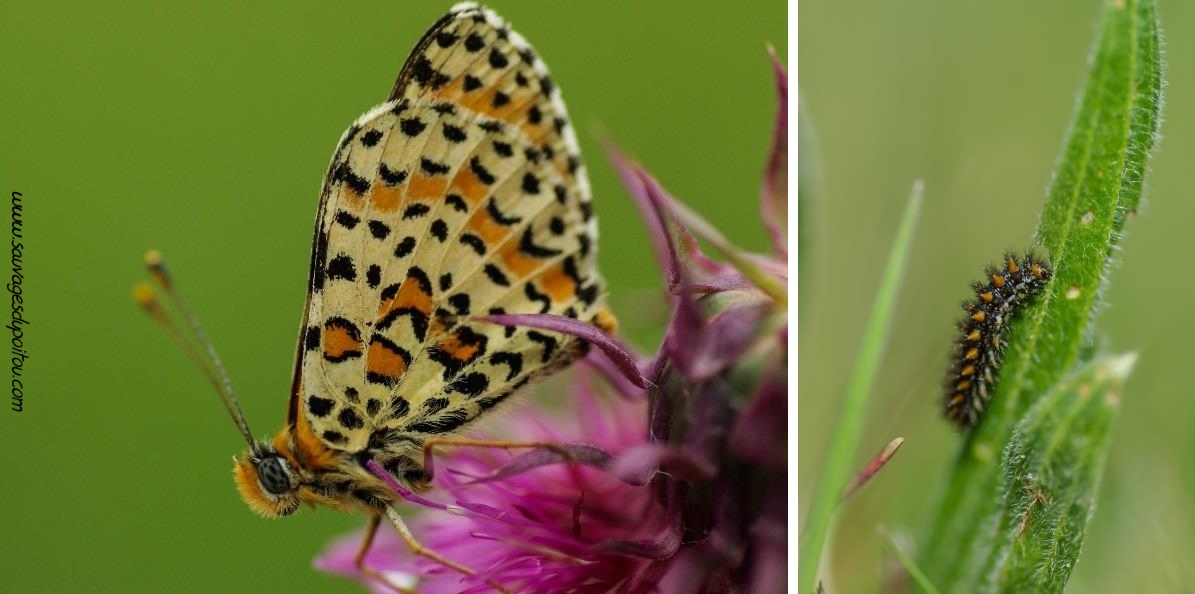 Melitaea didyma, Mélitée orangée (crédit photo: Olivier Pouvreau)