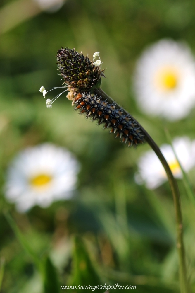 Melitaea didyma sur Plantago lanceolata, Biard (86)