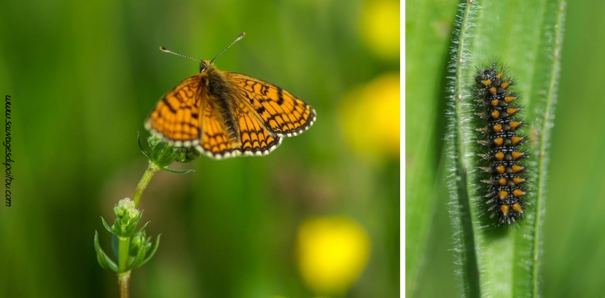 Melitaea parthenoides, Mélitée des scabieuses (crédit photo: Olivier Pouvreau)