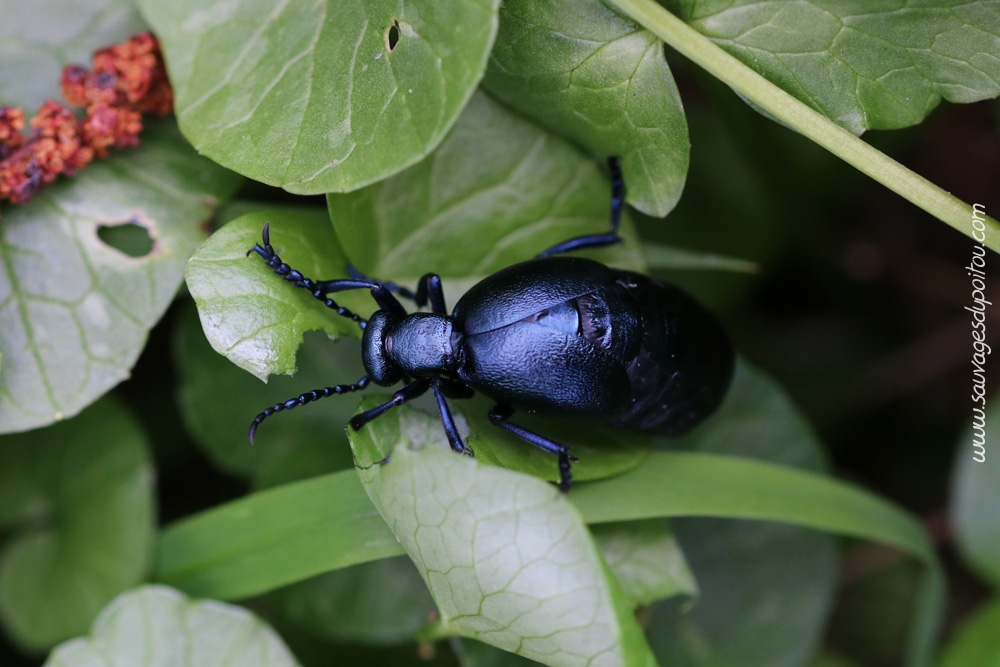 (Meloe violaceus, Méloé violet, Saint Benoît (86)