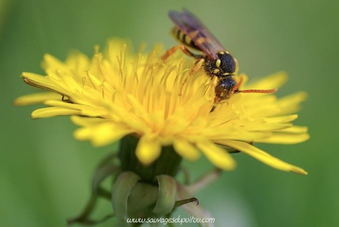 Nomada sp (crédit photo Olivier Pouvreau)