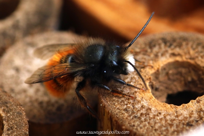 Osmia cornuta, Osmie cornue, Poitiers quartier Chilvert