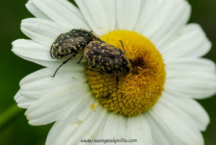 Oxythyrea funesta sur Leucanthemum vulgare, crédit photo: Olivier Pouvreau