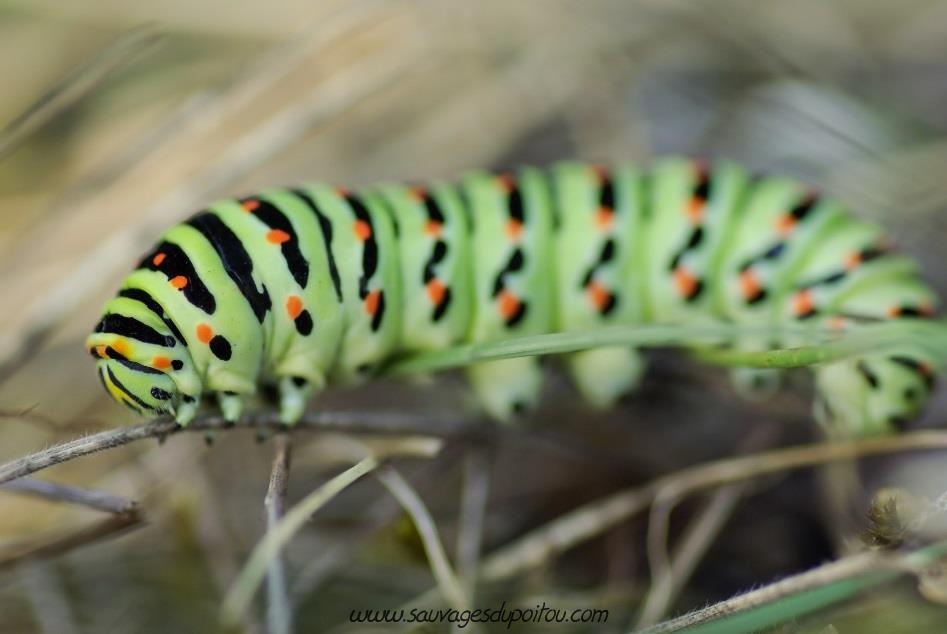 Machaon, Papilio machaon (crédit photo: Olivier Pouvreau)