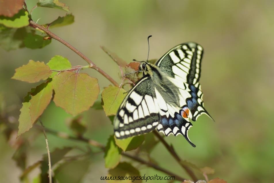 Machaon, Papilio machaon (crédit photo: Olivier Pouvreau)