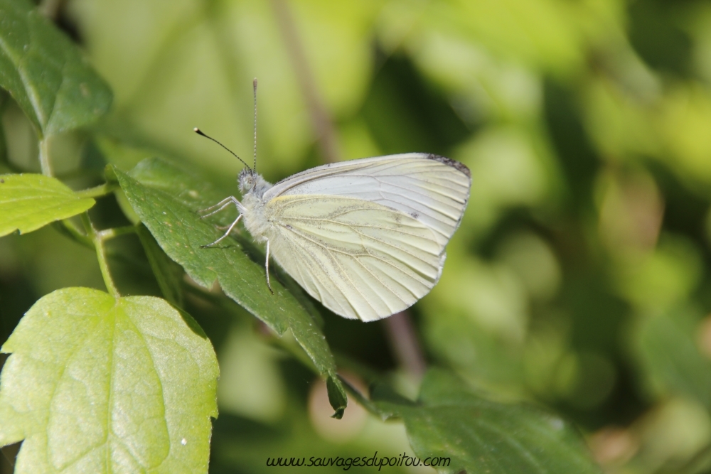Pieris napi (crédit photo Olivier Pouvreau)