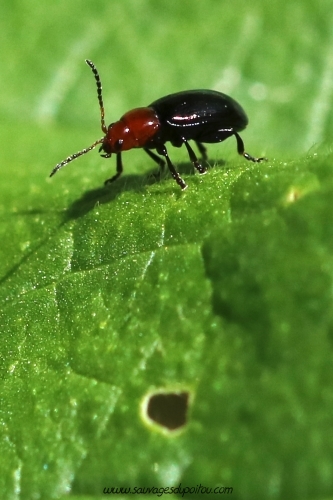 Podagrica fuscipes, Altise des Mauves, Poitiers Le Porteau