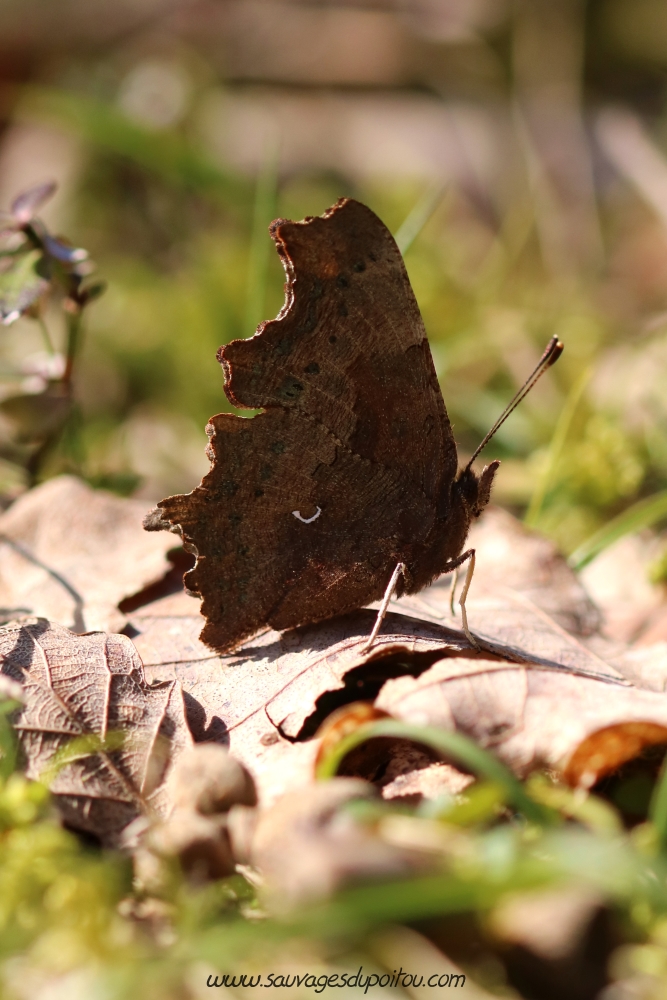 Polygonia c-album, Robert-le-Diable, Beauvoir (86)