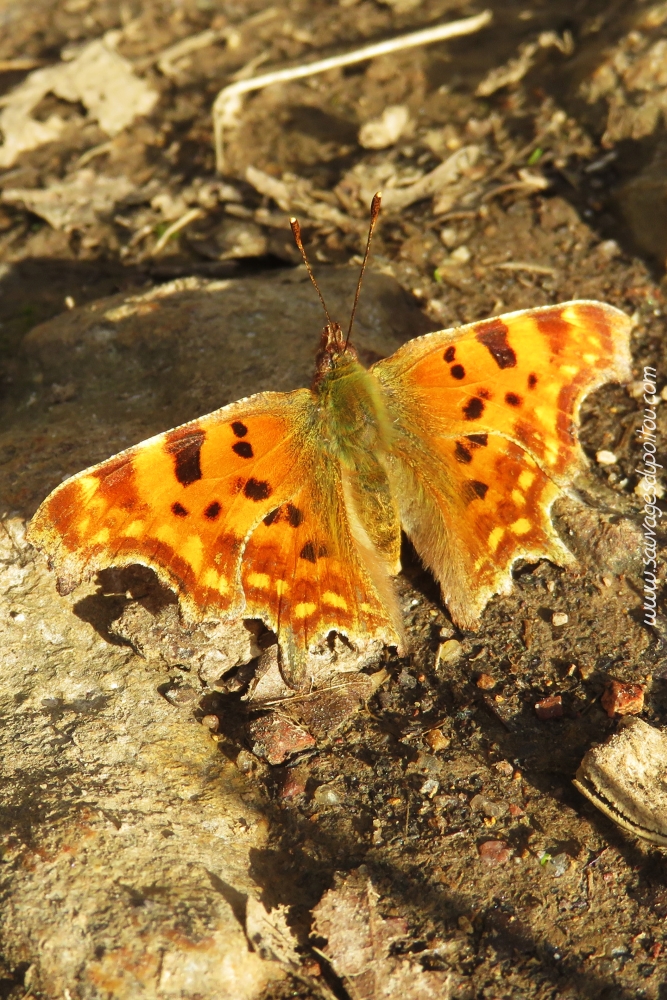 Polygonia c-album, Robert-le-Diable, Béruges (86)