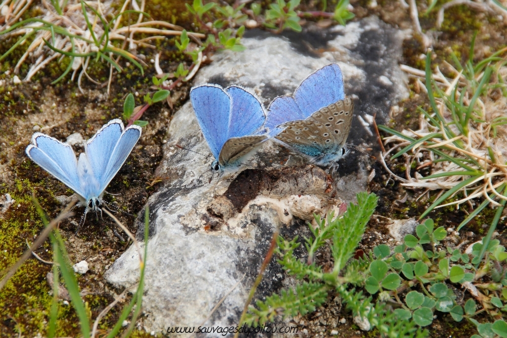 Polyommatus bellargus, Bel Argus (crédit photo: Olivier Pouvreau)
