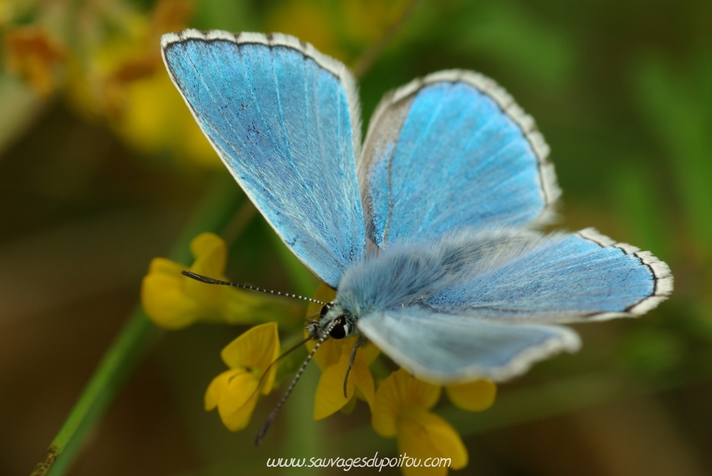 Polyommatus bellargus, Bel Argus (crédit photo: Olivier Pouvreau)