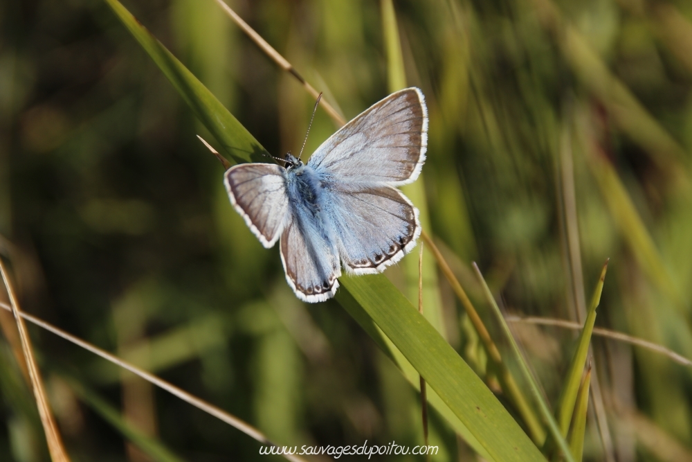 Polyommatus coridon, Bleu nacré (crédit photo: Olivier Pouvreau)