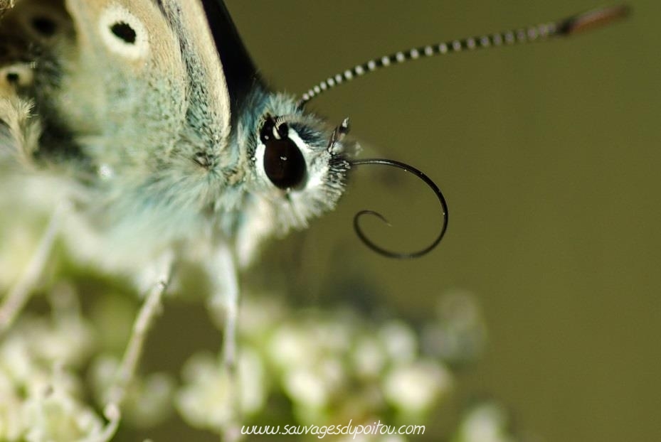 Polyommatus coridon, Bleu nacré (crédit photo: Olivier Pouvreau)